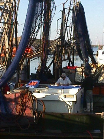 Sorting Prawns 2